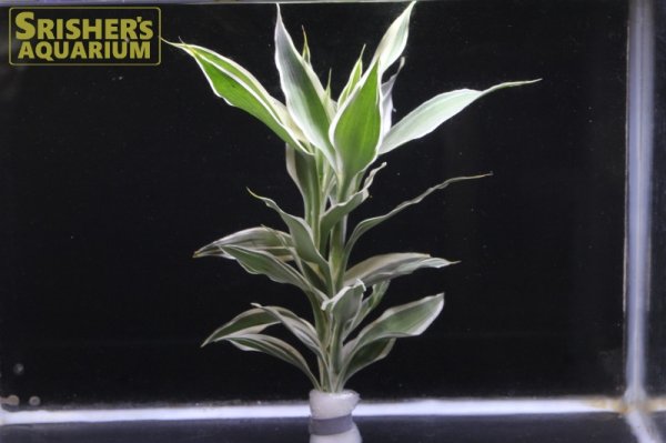 画像1: 観葉植物 ドラセナ ホワイト (鉛巻) (1)