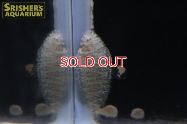 画像4: 淡水シタビラメ（インド産） (4)