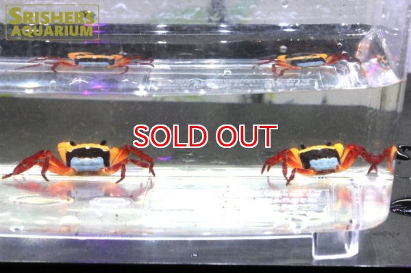 画像2: イエローウィッチャークラブ（水棲） (2)