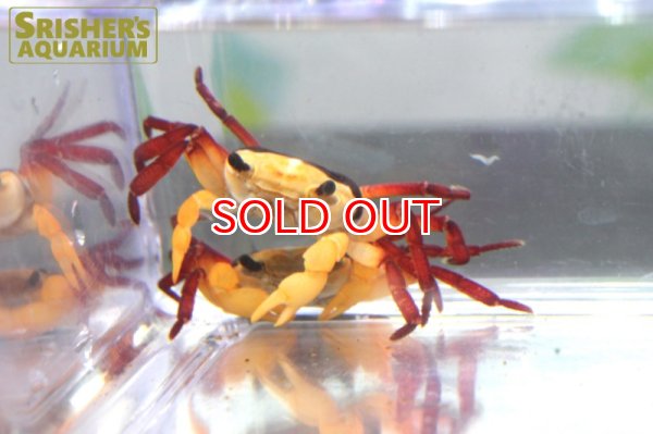 画像3: イエローウィッチャークラブ（水棲） (3)