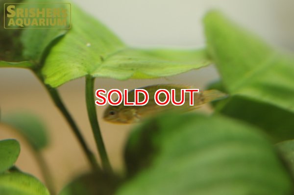 画像3: アピストグラマ ツクルイ（ブリード） (ペア) (3)