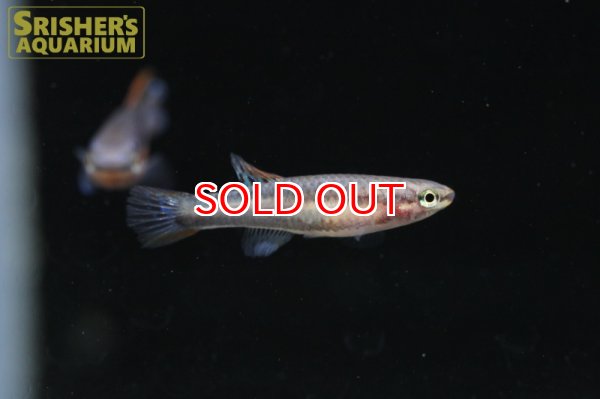 画像3: アフィオセミオン ビヴィタータム FUNNGE（ペア） (3)