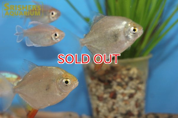 画像4: レインボーパクー（トカンチンス） (4)