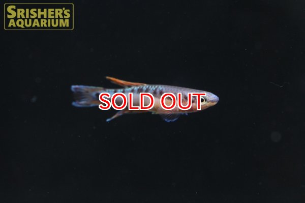 画像2: アフィオセミオン ビヴィタータム FUNNGE（ペア） (2)