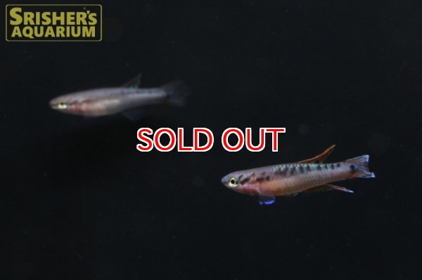 画像4: アフィオセミオン ビヴィタータム FUNNGE（ペア） (4)