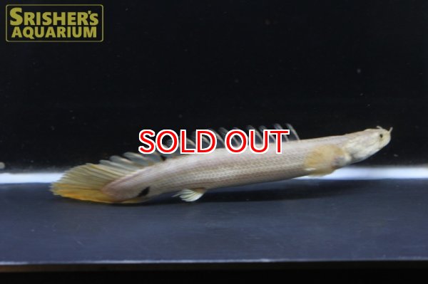 画像4: ポリプテルス　ビキールビキール（ブリード） (4)