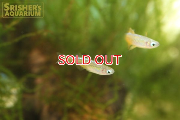 画像2: ファイヤーレッドレインボー (2)