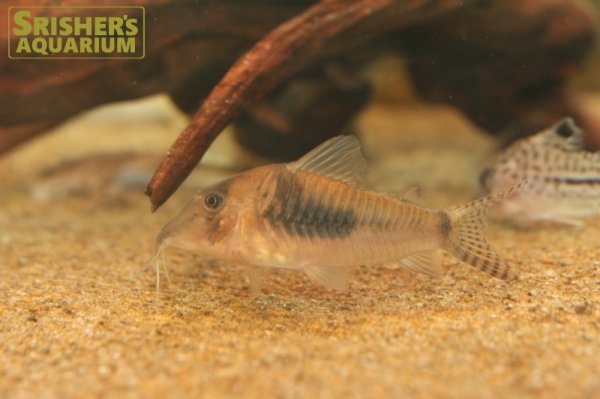 画像3: コリドラス　シムラータス (3)