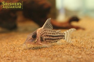 コリドラスの仲間 - Corydoras-｜スリッシャーズ アクアリウム