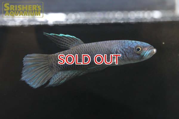 画像4: ワイルドベタ アントゥタ WILD（ペア） (4)