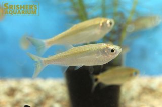 中・大型カラシンの仲間 - Characin-｜スリッシャーズ アクアリウム