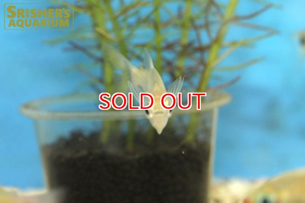 画像4: エロンゲートハチェット　イエローフィン (4)