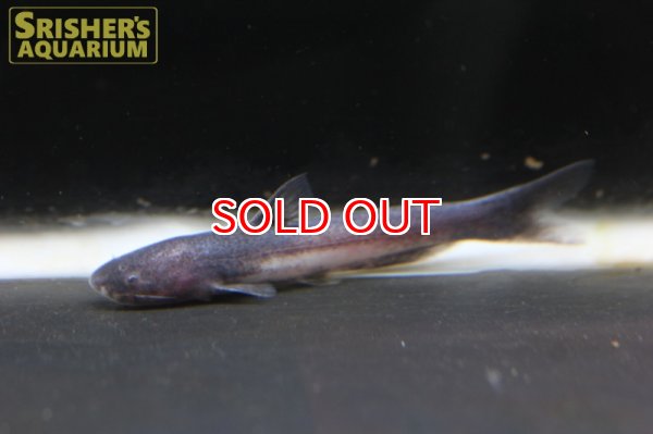 画像3: ロングボディジョーズカンディル (3)