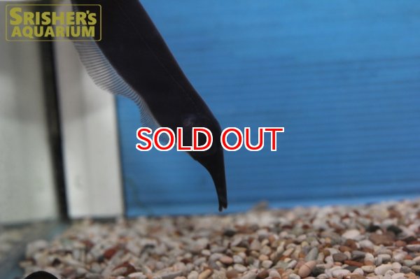 画像2: ロングノーズエレファントナイフフィッシュ (2)