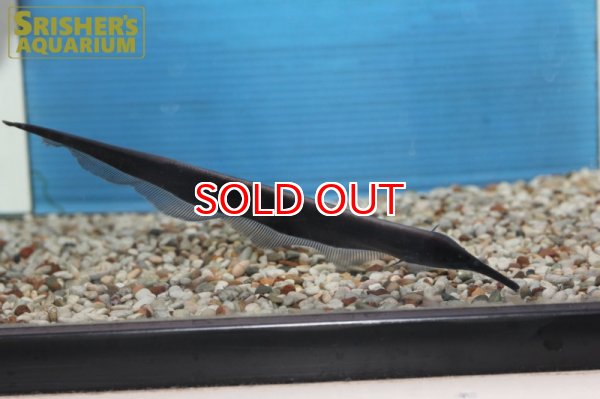 画像8: ロングノーズエレファントナイフフィッシュ (8)