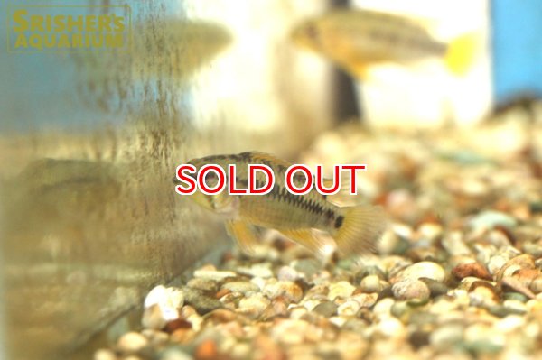 画像5: アピストグラマ sp.cf D24 WILD (ペア) (5)