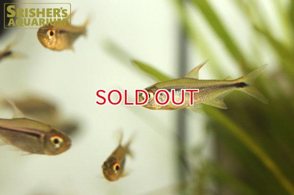 画像4: ブラックアローテトラ　ペルー (4)