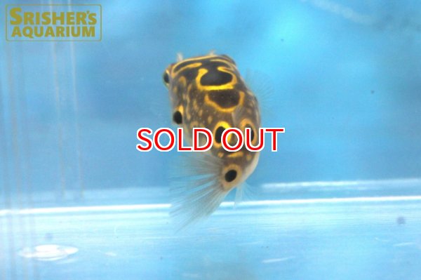 画像2: ハチノジフグ（８の字フグ） (2)