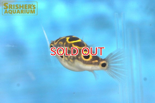 画像3: ハチノジフグ（８の字フグ） (3)