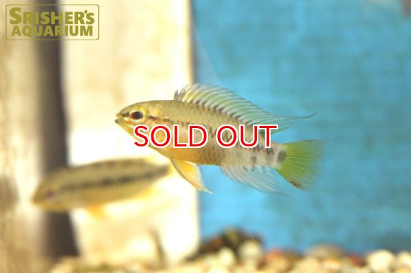 画像4: アピストグラマ sp.cf D24 WILD (ペア) (4)