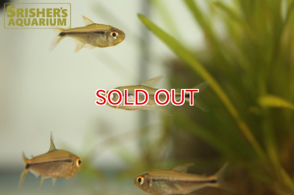 画像3: ブラックアローテトラ　ペルー (3)