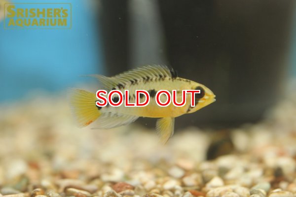 画像2: アピストグラマ sp.cf D24 WILD (ペア) (2)