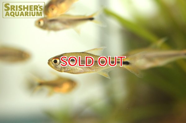 画像2: ブラックアローテトラ　ペルー (2)