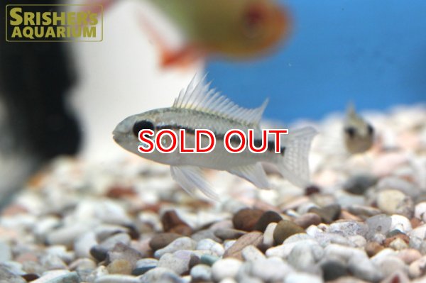 画像2: アピストグラマ　ビタエニアータ（ブリード）（ペア） (2)