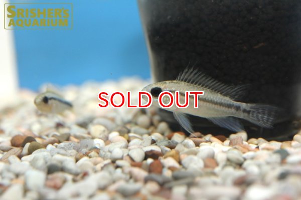 画像3: アピストグラマ　ビタエニアータ（ブリード）（ペア） (3)