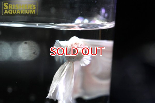 画像5: ハーフムーンフェザーテール ベタ オス（セレクト品） (5)