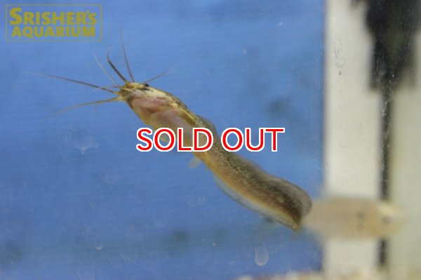 画像2: アフリカンクララ　コンゴ産 (2)