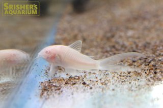 コリドラスの仲間 - Corydoras-｜スリッシャーズ アクアリウム