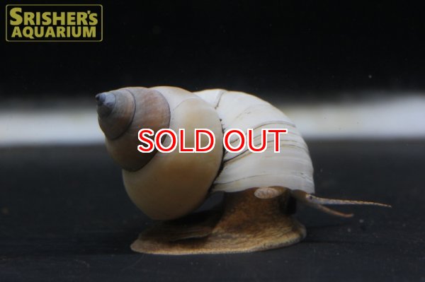 画像3: ホワイトウィザードスネール (3)