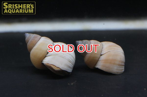 画像4: ホワイトウィザードスネール (4)