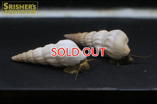 画像3: ホワイトヘラクレアスネール (3)