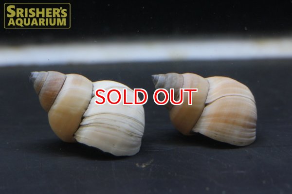 画像5: ホワイトウィザードスネール (5)