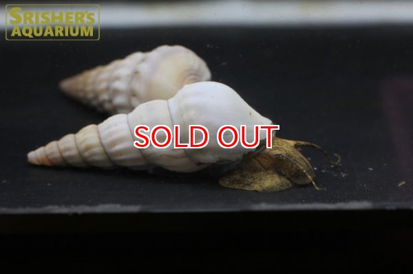 画像2: ホワイトヘラクレアスネール (2)