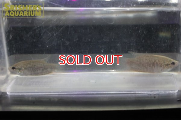 画像2: ブラックパラダイスフィッシュWILD (2)