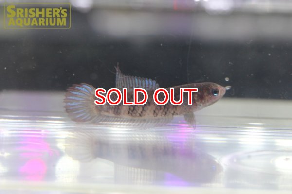 画像4: ワイルドベタ ウベリス 'PANKALAN BUN'（ペア） (4)