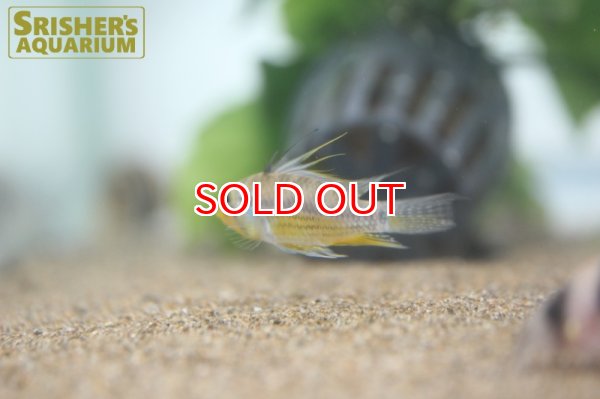 画像3: アピストグラマ  アルパフアヨ (ユルエンシス) (ペア) (3)