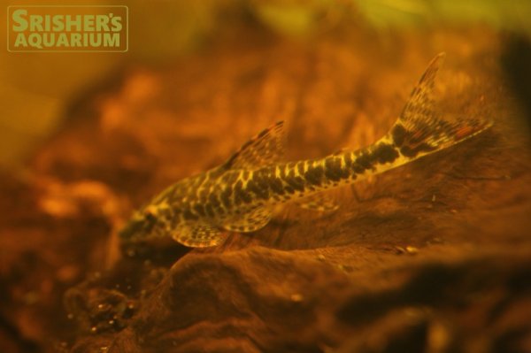 画像2: パラオトシン　マクリカウダ (2)