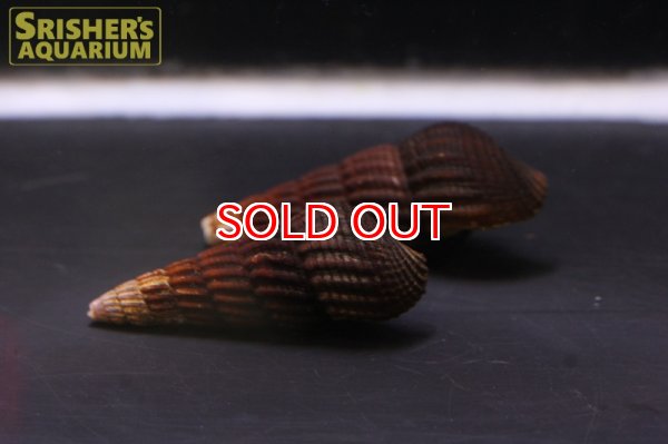 画像3: ゴールドスポットラビットスネール (3)