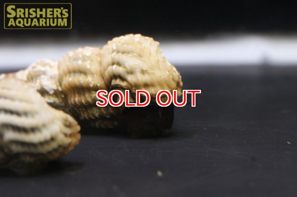 画像2: ローンウルフラビットスネール (2)