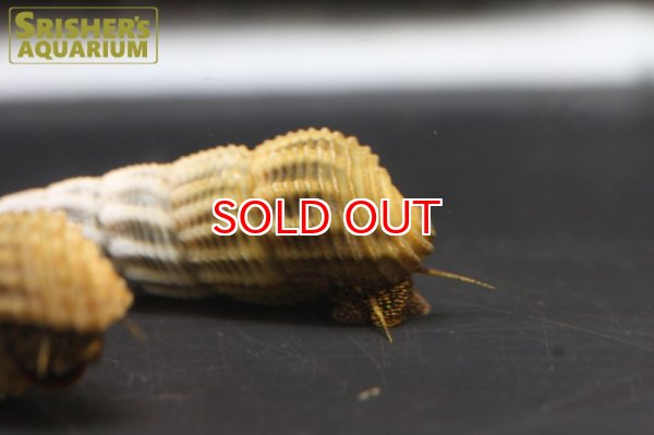 画像2: ヒマラヤンラビットスネール (2)