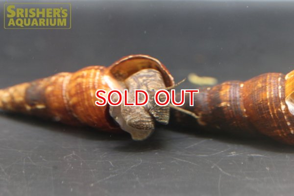 画像2: ネロラビットスネール (2)