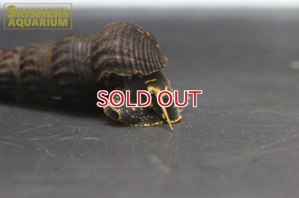 画像2: ポソイエロースポットラビットスネール (2)