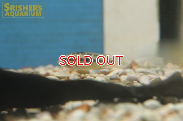 画像2: アピストグラマ　ペルソナータ オレンジ WILD（ペア） (2)