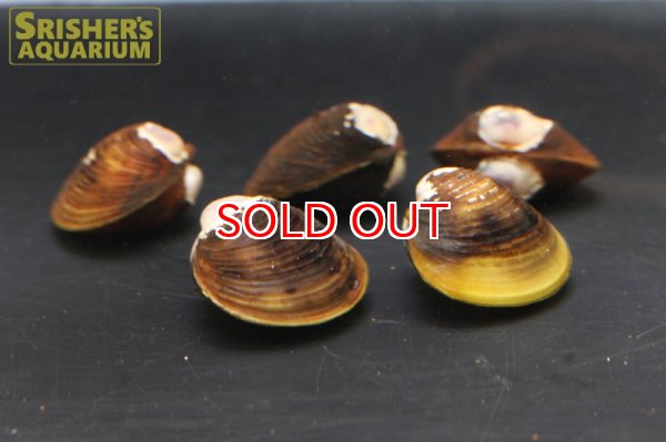 画像2: 淡水シジミ（二枚貝） (2)