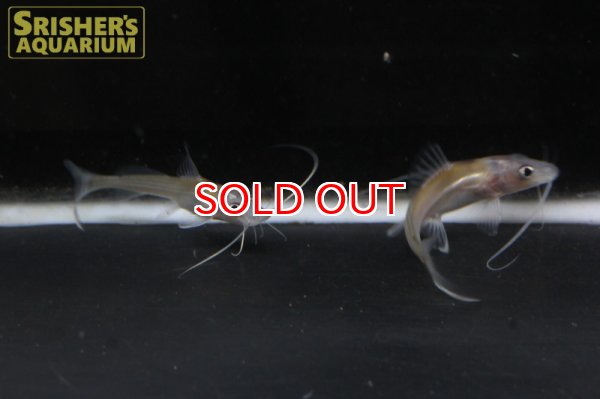 画像4: インドショベルノーズキャット (4)