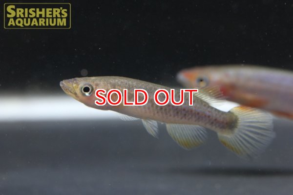 画像2: エピプラティス ラモッティ WILD（ペア）　 (2)